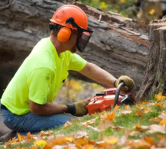 tree services Berkeley